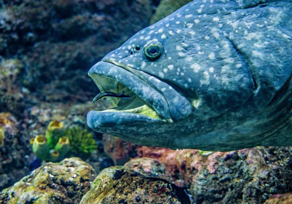 Les espèces marines que l’on rencontre dans le cadre d’une plongée sous-marine Bali﻿