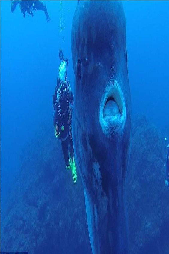 Mola mola bali : pourquoi Nusa Penida est le meilleur spot au monde pour les observer ?