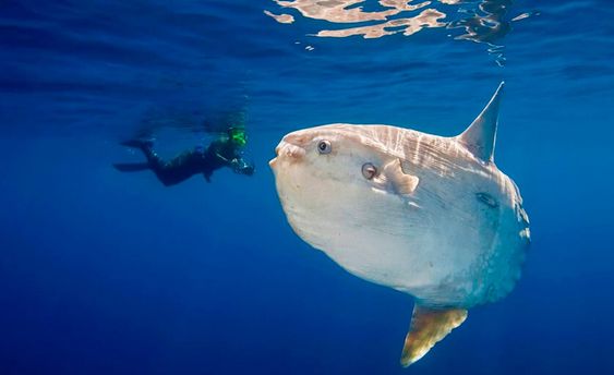 Mola mola bali : pourquoi Nusa Penida est le meilleur spot au monde pour les observer ?