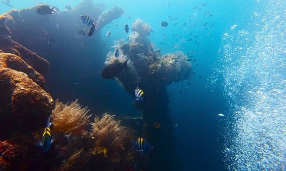 Tulamben plongée : quelle est l’incroyable attraction qui attire tous les plongeurs ?