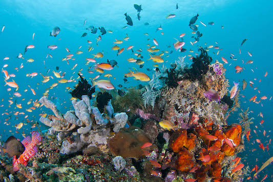 Bali Plongée Sous Marine